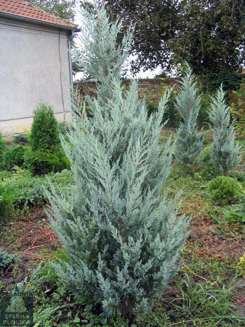  Kleka Juniperus scopulorum 'Moonglow' 